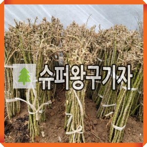 슈퍼 왕구기자나무 묘목 삽목5년 3주묶음b