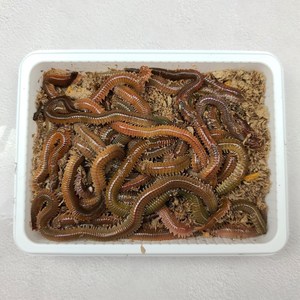 피싱웨이브 갯지렁이 300g 500g 1kg 싱싱한 청개비 바다낚시 미끼 생물, 360g, 1개