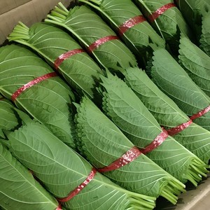 클릭마켓 국내산 깻잎 특품 5묶음 10묶음 20묶음 30묶음 40묶음 50묶음, 40개