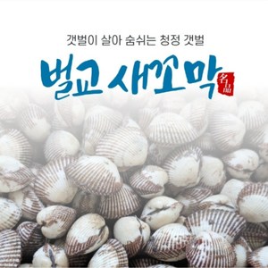 꼬막 특대 전국최저가(노마진) 특대 소량판매 청정갯벌 벌교꼬막 + 특품 산지직송, 1박스, 특대 5kg(상)