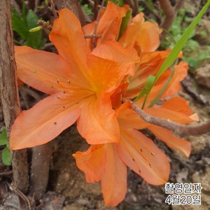 목하원예조경 구봉화 철쭉나무 (홍황철쭉) 40cm전후 낱개1주, 1개, 주황색