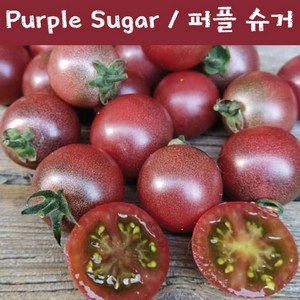 퍼플슈거 Puple Suga 방울토마토 달콤한 희귀토마토 교육체험용 세트, 1개