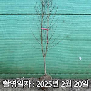 착한가격 나무생각 / 개복숭아 / 3년생 / 개화주, 1개