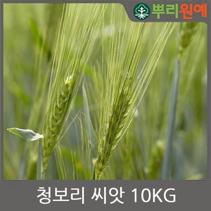 청보리 보리 겉보리 도국내산 씨앗 1kg s33, 1개