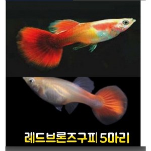 레드브론즈구피 5마리, 1개