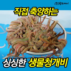 생물청개비 용량별 모음 청 갯지렁이 바다낚시 생미끼, 1개, 500g