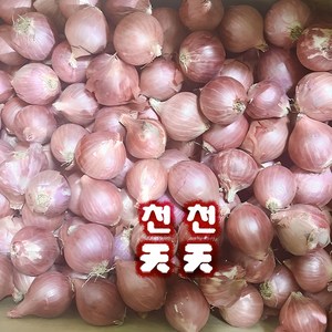 [천천중국식품]중국양파 모충 샬롯 채소 1KG, 1개