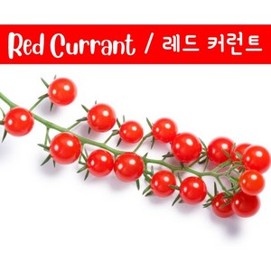 레드 체리 커런트 Red Cuant Chey 달콤한 희귀토마토 교육체험용 세트, 1개