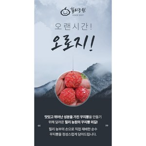 꾸지뽕전문 힐리농원 발효꾸지뽕진액 100ml 30팩, 30개