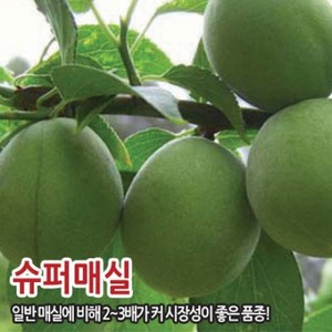 매실나무 묘목 홍매실, 슈퍼매실(청매실) 중묘, 1개