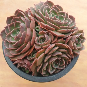 [수암다육] 비바칠레 랜덤발송 Echeveria 'Vibachile' 다육 다육이 다육식물 560, 1개