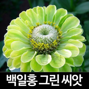 그린 백일홍 씨앗 꽃씨 종자 꽃씨앗 야생화 씨 20알, 1개