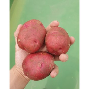 홍감자 포슬포슬 자색 카스테라 햇감자, 특3kg, 1개