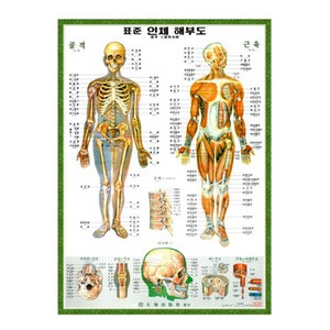 [대해] 한글 인체 골격근육차트 - 인체해부도, 족자형 (L사이즈 110cm x 153cm), 1개