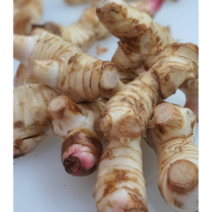 생 갈랑갈 1kg [태국산] 갈랑가 갈랑갈 고량강 태국야채 레몬그라스갈랑갈 레몬그라스세트 태국고수 라임잎레몬그라스 WORLDFOOD 갈란갈, 1개