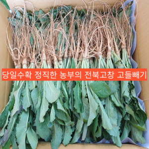 [한정판매] 25년 첫 수확 국산 싱싱한 전북고창 특 생고들빼기 1kg 2kg 3kg 4kg 5kg 고들배기 꼬들빼기 꼬들배기 전라도 노지 봄 고들배기 생고들배기 국산고들빼기, 1개