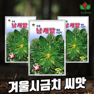 씨드코리아 남새밭 월동시금치 씨앗 20g 3개입, 1개