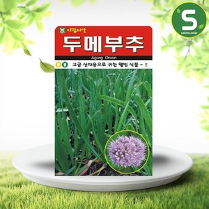 솔림텃밭몰 두메부추씨앗 100립 두메부추 씨앗 산채용 웰빙식물, 1개