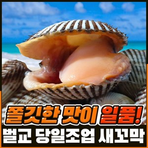 [벌교직송] 살이꽉찬 새꼬막 당일새벽조업, 대품2kg, 1개