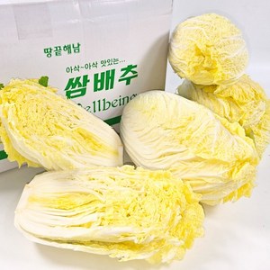 땅끝 해남 아삭아삭 맛있는 알배기배추, 500g, 6개