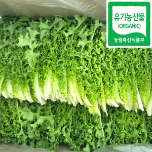 100% 유기농 친환경 치커리 600g, 1개