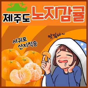 [득템몰] 제주도 귤 3kg 5kg 10kg 최상품 산지직송 황금향 선물 가정용 제주감귤 노지 감귤 밀감 고당도 과일, 노지감귤, 1개