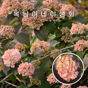 핑크 오데마리 [1포트 복남이네야생화 모종 꽃나무 분꽃 분홍 설구화 vibunum], 1개