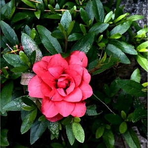 겹철쭉5주 1묶음 화려한 봄의 상징 (빨강색) 5개-무료배송, 빨강꽃, 5개