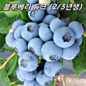듀크 블루베리나무 묘목 2년생 3년생 결실주, 듀크 :5치포트, 1개, 듀크 5치포트
