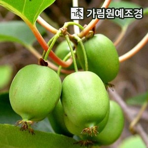 일세다래 키1.5m 결실주 자가수정 다래나무 가림원예조경, 키1.5m결실주 자가수정, 1개