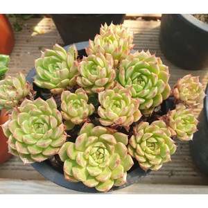 [수암다육] 올리비아 랜덤발송 Echeveria 'Tiny Burger' 다육 다육이 다육식물 476, 1개