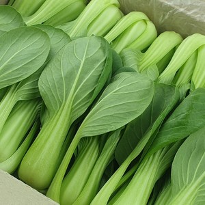 청경채 4kg 원물 최상급 안전포장 국내산 신선한 나물 반찬 쌈채소 샤브용 청경채, 1개