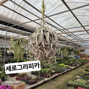 세로그라피아 대품 걸이, 1개