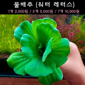[수초아쿠아] 물배추 워터레터스 초보수초 인기수초 구피 새우 은신처 어항수초 수초맛집 득템수초, 3개