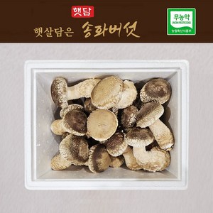 [3+1] 햇담송화버섯 최고급형 500g 1kg 농협에 납품하는 무농약 이천 햇살가득담은 송고버섯, 1박스