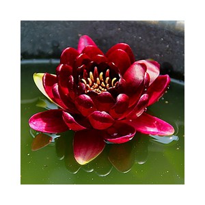 수련(한대수련) 올머스트 블랙 뿌리1개, 1개
