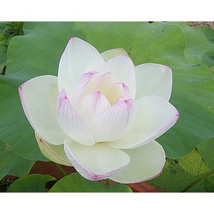 //뿌리//연꽃-수청1호(대형) 뿌리1개, 1개