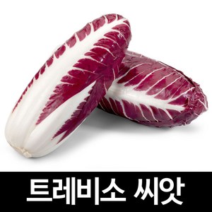 트레비소 씨앗 치커리 종자 양배추 채소 야채 1500알, 1개