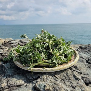 여수 거문도 해풍쑥 노지재배 청정 쌩쑥, 1개, 1kg