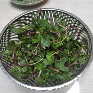 [당일수확]방풍나물 친환경 울진 해방풍 갯방풍 나물, 1개, 500G