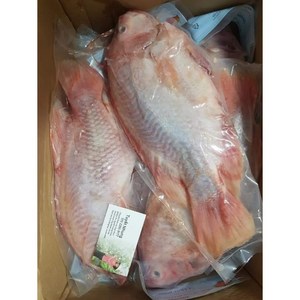 냉동 생선/ 레드 틸라피아/ RED THILAPIA/ CA DIEU HONG 1kg 내외, 900g, 1개