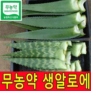 친환경 무농약인증 알로에생잎 사포나리아 4kg 2kg 생알로에 농장직송, 1박스, 사포나리아2kg