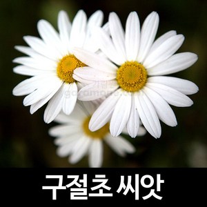 구절초 씨앗 꽃씨 종자 야생화 꽃씨앗 정원 1000알, 1개