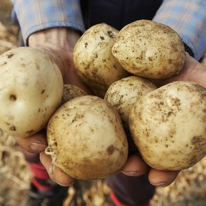 두백감자 분질감자, 5kg(중대), 1개