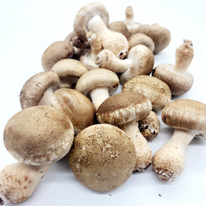 국내산 무농약 송화버섯 500G 송고버섯 고송버섯, 1개, 500G (상품)