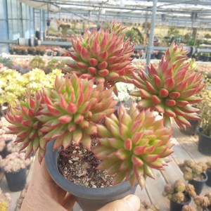 [수암다육] 올리브 랜덤발송 Echeveria 'Spruce Oliver' 랜덤발송 다육 다육이 다육식물 271 스프루스 올리버 홍휘전, 1개