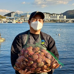 통영 산지직송 신선한 홍가리비 Tongyeong scallop, 1박스, 홍가리비 5kg