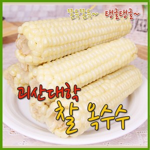 [개미네] [수확후바로삶은] 괴산 못난이대학찰옥수수 36개(4개씩포장), 36개, 상세 설명 참조