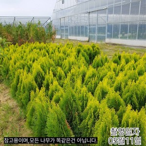 목하원예조경 측백나무 묘목 (황금측백) 80cm 전후분, 1개