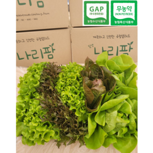 친환경 무농약 유럽샐러드 유러피안 샐러드 채소 1kg (6~8종) 500g (3~5종) 유럽 상추 쌈채소 모둠 로메인 카이피라 버터헤드, 1kg(6~7종), 1개